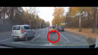 Котёнок на дороге.