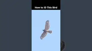 Can you identify this raptor in flight?