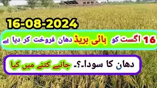 hybrid dhaan rate today || hybrid dhan frokht kr dia 1900 rupee man || hybrid dhan sale kr dia
