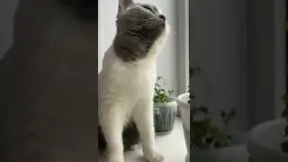 Просто красавец, не так ли?