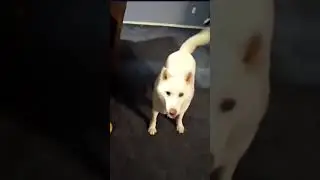 My Husky Dog being Cute