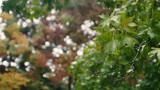 4K Tropical Rain Sounds & Relaxing Nature Video - Sleep/ Relax/ Study/ Meditate - Ultra HD - 1