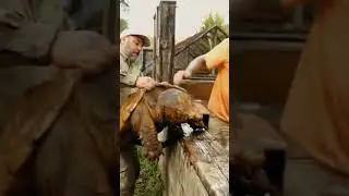 TARTARUGA-ALIGATOR sem predadores