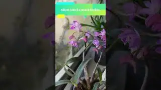 Dendrobium kingianum virágban | Beköszöntött a tavasz