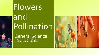 Flowers and Pollination | General Science | ICSE | CBSE | Exam Revision