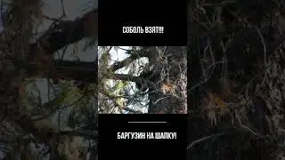 Соболя Взяли!!!