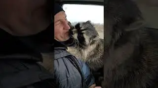 как наш енот меня любит енот витя 