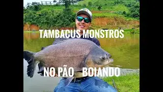 Tambacus no pão boiando, só pancada bruta na superfície - no molinete