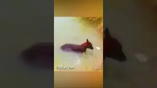 Panther drags dog away 