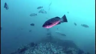 Diving Monterey Bay, California - GoPro Hero3+