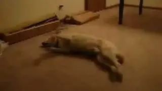 rüya gören köpek :)