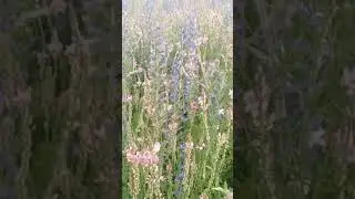 Травы Пандоры😂