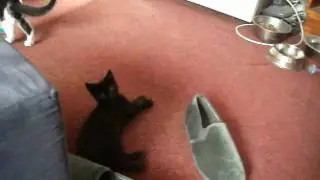 KittyCam 01