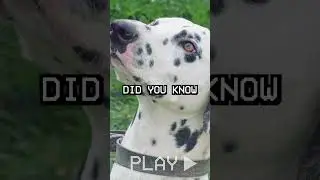 Did You Know This About The Dalmatian?!