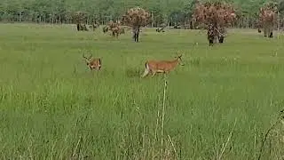everglades bucks