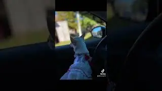 Лучший друг❤️
