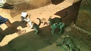 cat's lunch Time.... # cute family cat #villagecat #catlover