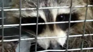 Rocky Raccoon