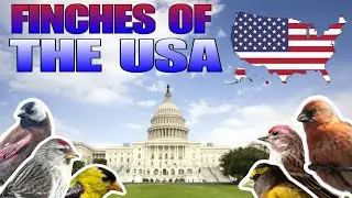 American Finches