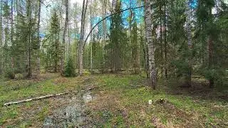 Весенний лес. ч.3. Май 2024