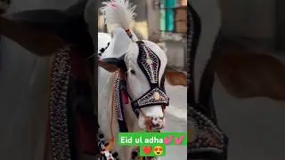 eid ul Adha2024 😍😍#eidulfitrexpecteddate2023 #eiduladha2024date #eiduladha