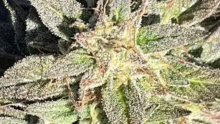Wayne Marshall - The Right Herbs