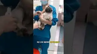 Emotional Dog at the Vet