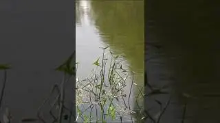 Вынесен приговор по убийству на пруду в Старой Ольшанке