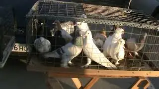 Ярмарка голубей г.Славянск-на-Кубани 17.12.2023г. 1часть