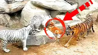 The Labrador fell into the cage of the tigers. It's impossible to look at it without tears!