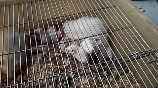 Rats live on camera online / Крысиная жизнь онлайн [ live stream 24 hours ]
