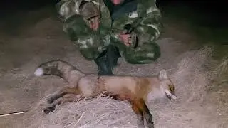 еще одна лопнула/охота на лису с манком