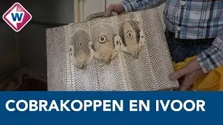 Inleverpunt voor beschermde planten en dieren: van cobrakoppen tot een reuzenschildpad - OMROEP WEST
