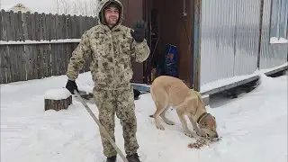 Кормление голубей