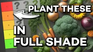Ranking Plants for Full Shade Gardens | Tier List