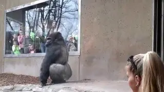 Silverback Gorilla Bashes Into The Glass
