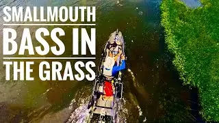 Flooded Grassbeds: Summer Smallmouth on the Susquehanna