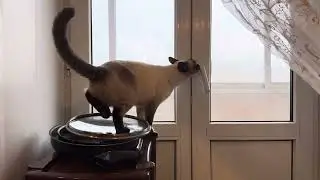 Тайская кошка - агрессивность