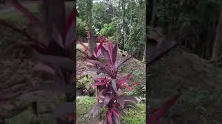 Lalang’s Resort & Spa