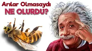 ARILAR OLMASAYDI NE OLURDU?
