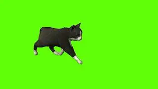 Black baby cat walking on green screen cartoon characters no copyright without sounds