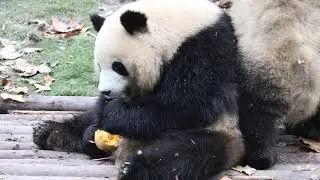 Mei Lan, aka Rou Rou or Roll Roll