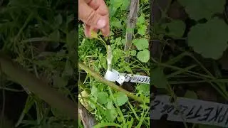 Прививка винограда не получилась ...