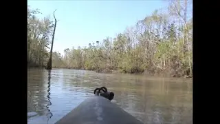 Ivory-billed Woodpecker: Drifting through the 2006 Hot Zone