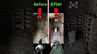pigeon loft cleaning 👍 | 