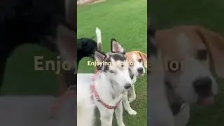 Pets Vacation | Pet Hostel | Dog Daycare | Pawwnation -Be My Guest #pets #dog #cat #love #video #fun