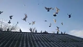 Бакинцы на Кубани! 🕊🕊🕊Порывистый ветер!
