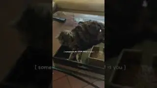 My cat edit :(