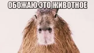 обожаю это животное, карбюратор | капибара мем