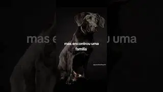 #dogphotography #podcast #cachorro #pets #dog #entrevista #cachorros #noticias #amor #news